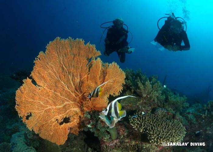 underwater photo and video diving courses Madagascar
